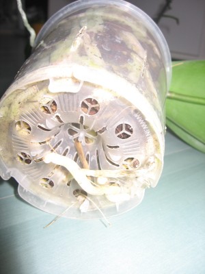 Orchidee1-2.JPG