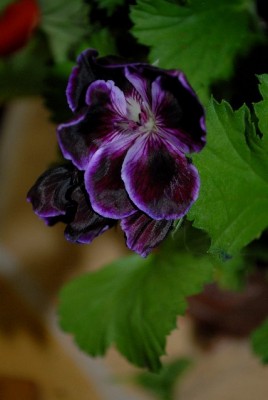 Pellis2013 082yy.jpg