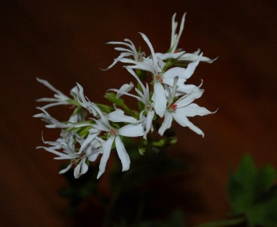 Pellis2013 078yy.jpg