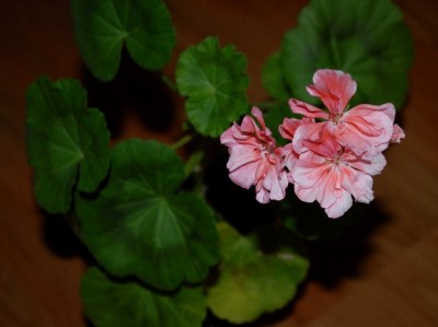 Pellis2013 071yy.jpg