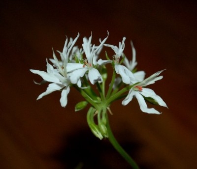 Pellis2013 079yy.jpg