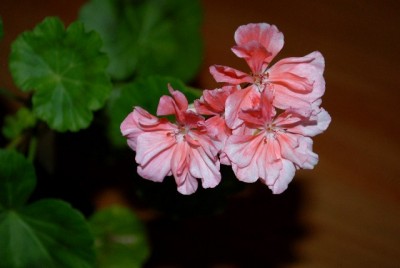Pellis2013 072yy.jpg