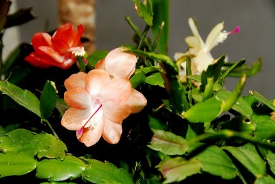 dsc_9832_Schlumbergera.jpg