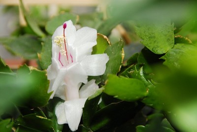 dsc_9834_Schlumbergera.jpg