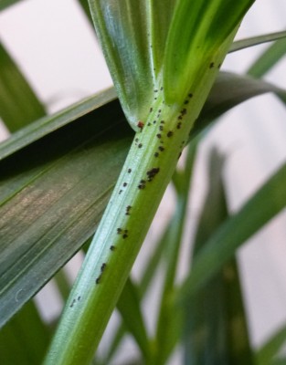 Areca Palme: schwarze Flecken und braune Überreste · Pflanzenkrankheiten &  Schädlinge · GREEN24 Pflanzen & Garten Forum