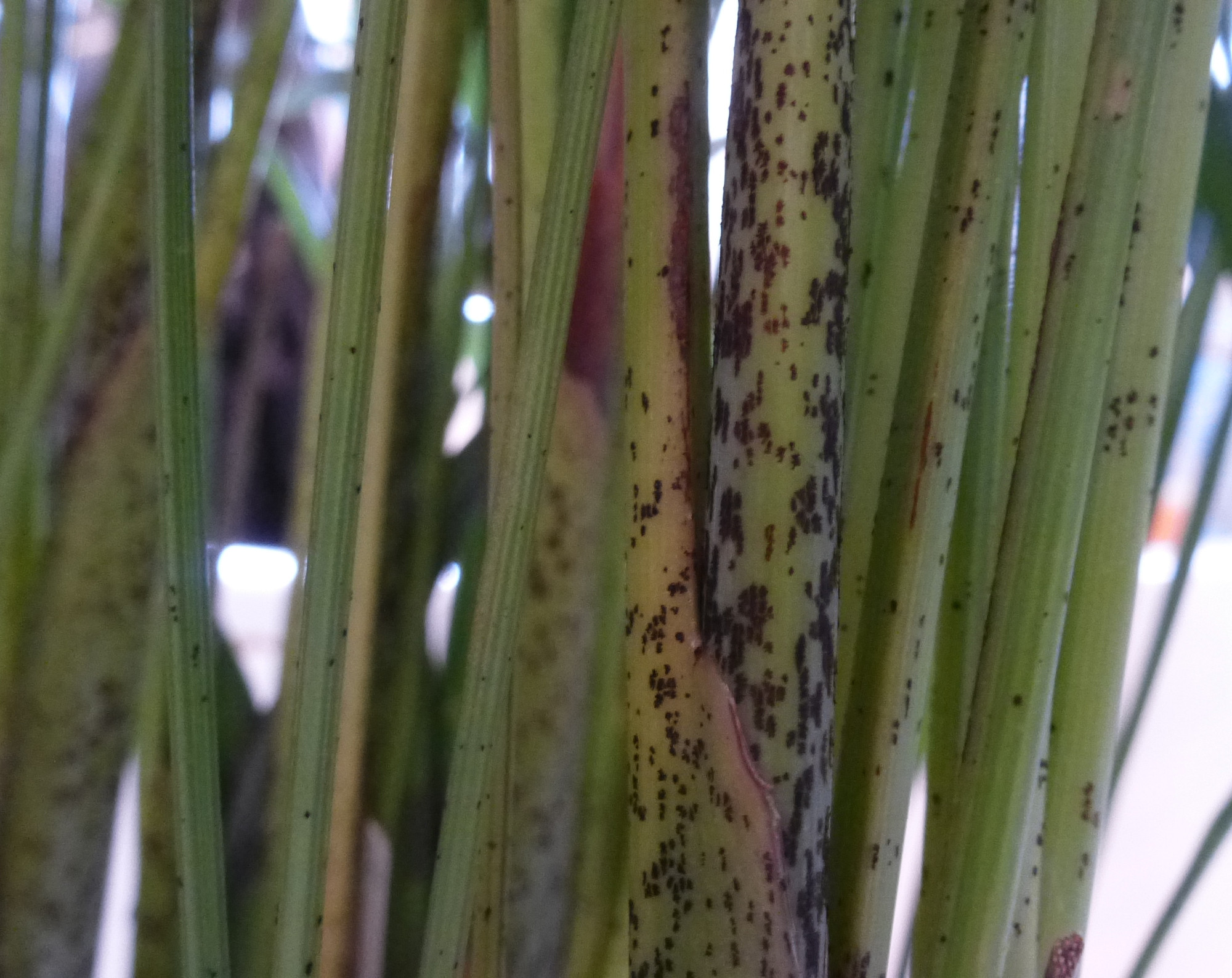 Areca Palme: schwarze Flecken und braune Überreste · Pflanzenkrankheiten &  Schädlinge · GREEN24 Pflanzen & Garten Forum