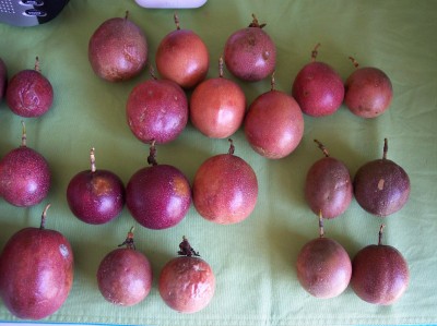 passion fruit 004klein.jpg