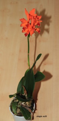 124.jpg
