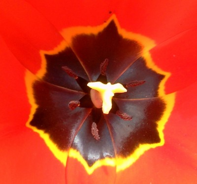 Tulpe.jpg