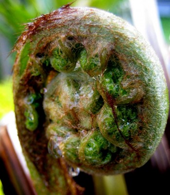 frischer Baumfarn-Wedel.jpg