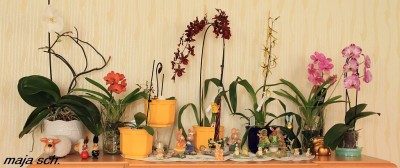 Orchideen.jpg