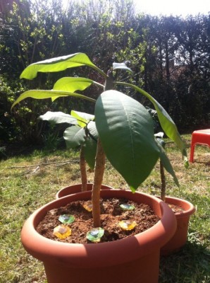 plumeria 2.jpg