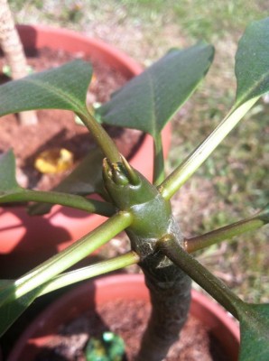 plumeria.jpg