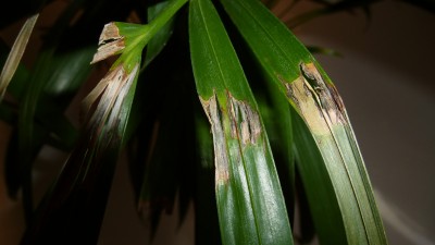 Areca6.jpg