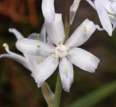 Hyacinthoides hispanica 2005-26 (3).jpg