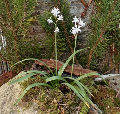 Hyacinthoides hispanica 2005-26 (1).jpg
