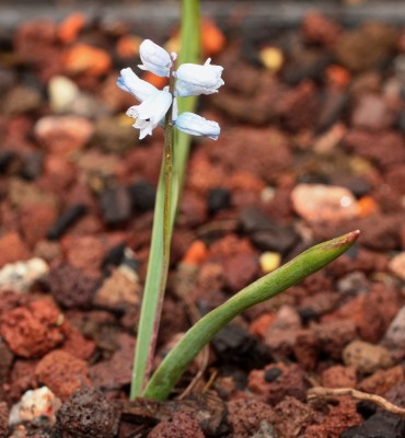 Hyacinthella dalmatica 2008-64 (1).jpg