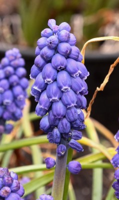 Muscari armeniacum 2004-46 (2).jpg