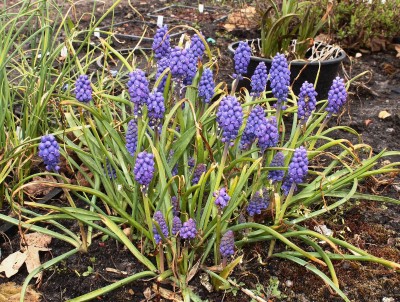 Muscari armeniacum 2004-46 (1).jpg