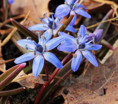 Scilla bifolia 2005-93 (2).jpg