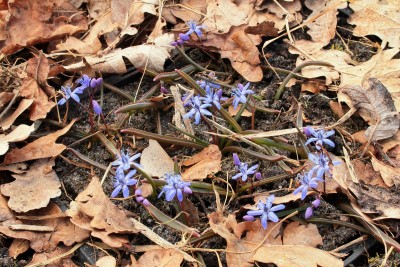 Scilla bifolia 2005-93 (4).jpg