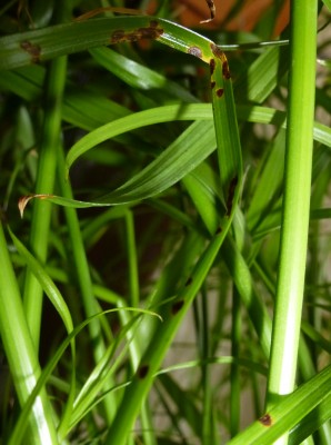 Cyperus3.jpg