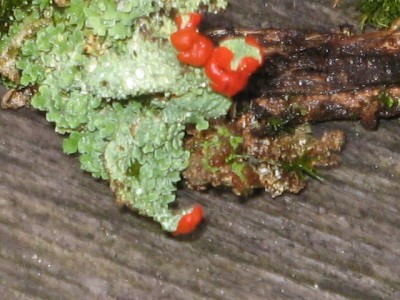 April 2013 04 005.JPG