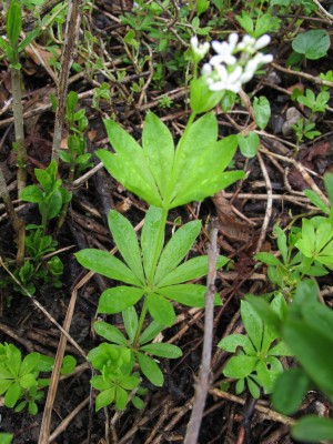 Waldmeister.jpg