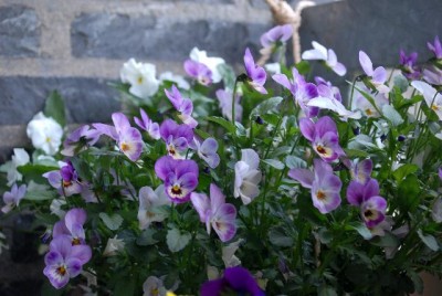 Frühling2013 109yy.jpg