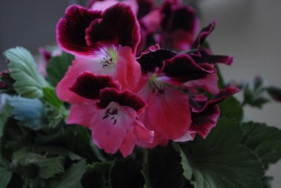 Frühling2013 107yy.jpg