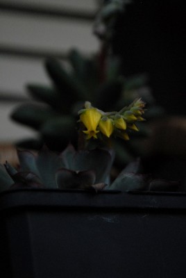 Frühling2013 106yy.jpg