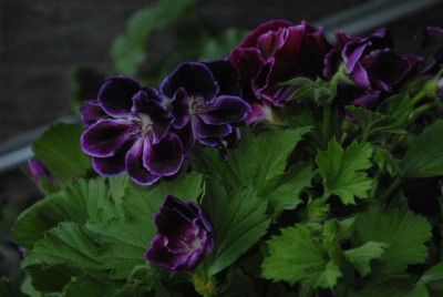 Frühling2013 105yy.jpg