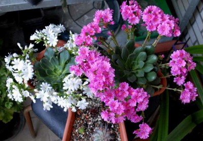 Frühling2013 101yy.jpg