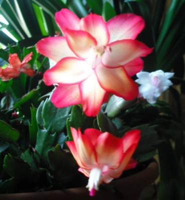 DSCF0409.jpg