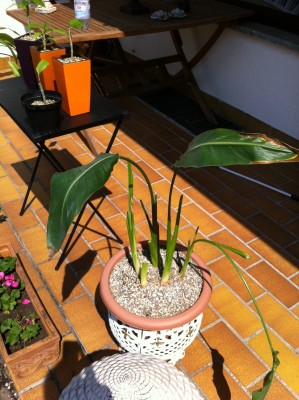 Foto 35.JPG