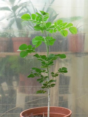 Regenbaum 03.10 -.JPG