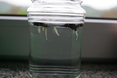 Amaryllis_gekeimt.JPG