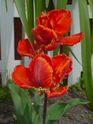 DSC00229.JPG