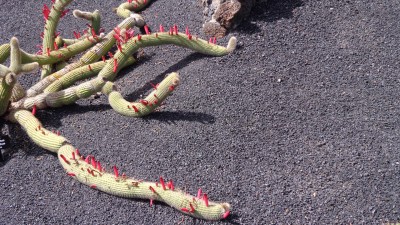 Lanzarote April 2013 069.JPG