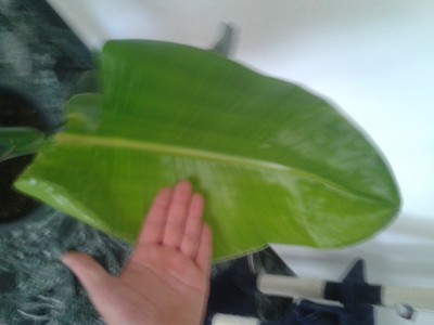 2013-05-06 16.52.34.jpg