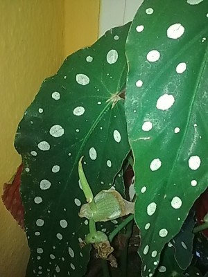 begonia maculata wightii.jpg