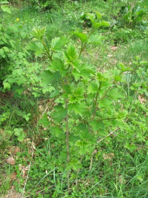 Strauch1a.jpg