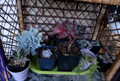 Balkon2013 061yy.jpg