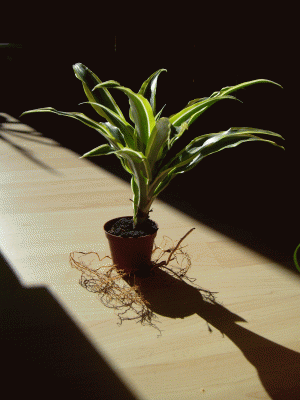 S7003508.GIF