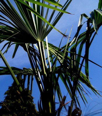Trachycarpus-fortunei.jpg