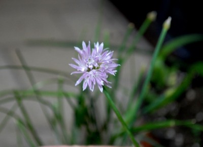 Balkon2013 079yy.jpg