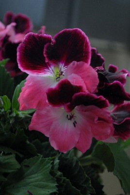 Balkon2013 077yy.jpg