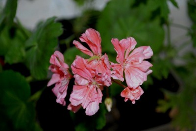 Balkon2013 072yy.jpg