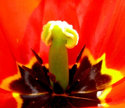 Innenleben einer Tulpe....jpg