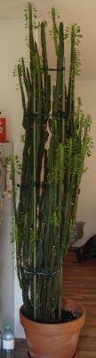 Trigona.JPG